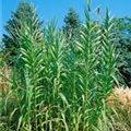 Arundo donax