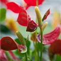 Anthurium x andreanum 'Michigan'