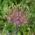 Allium schubertii