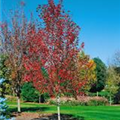 Acer freemanii 'Autumn Blaze'