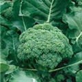 Brassica oleracea var. italica 'Belstar F1'