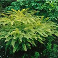 Adiantum pedatum