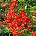 Chaenomeles japonica 'Cido Red'®