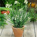 Allium tuberosum