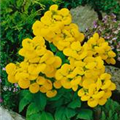 Calceolaria integrifolia