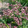 Astrantia major 'Moulin Rouge'®