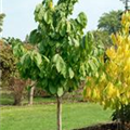 Asimina triloba