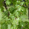 Acer japonicum 'Oudenbosch'