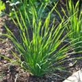 Allium tuberosum 'Wilde Milde'