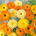 Calendula officinalis 'Prachtmischung'