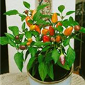 Capsicum annuum 'Salsa Orange'