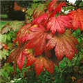 Acer japonicum 'Vitifolium'