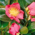 Camellia sasanqua 'Crimson King'