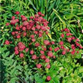 Astrantia major 'Ruby Star'®