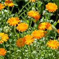 Calendula officinalis 'Ringula'