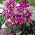 Bergenia cordifolia 'Eroica'