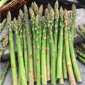 Asparagus officinalis 'Grüner Landspargel'