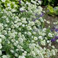 Astrantia major 'Snow Star'®