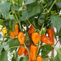 Capsicum annuum 'Snack-Paprika'