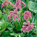 Bergenia cordifolia 'Bressingham Bountiful'