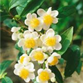 Camellia sinensis