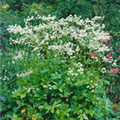 Astrantia major 'White Giant'®