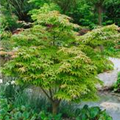 Acer palmatum 'Ao Shidare'