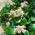 Bergenia cordifolia 'Bressingham White'