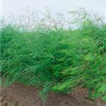 Asparagus officinalis 'Selma F1'