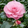 Camellia x williamsii