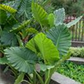 Alocasia lauterbachiana