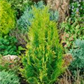 Chamaecyparis lawsoniana 'Alumigold'