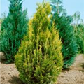 Chamaecyparis lawsoniana 'Golden Spire'