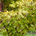 Acer palmatum 'Autumn Glory'