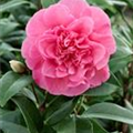 Camellia x williamsii 'Debbie'