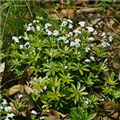 Asperula tinctoria