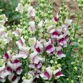 Antirrhinum majus 'Lucky Lips'