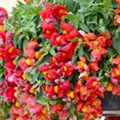 Antirrhinum majus nanum pendula 'Candy Showers'