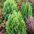 Chamaecyparis lawsoniana 'Cream Glow'