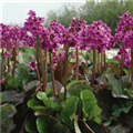 Bergenia cordifolia 'Morgenröte'