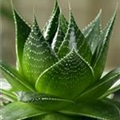 Aloe vera 'Flow'