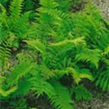 Athyrium filix-femina 'Rotstiel'