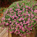 Calibrachoa 'Million Bells'®