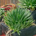 Aloe humilis 'Jurassic Spider'