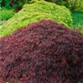 Acer palmatum 'Crimson Queen'