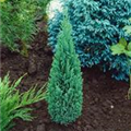 Chamaecyparis lawsoniana 'Ellwood´s Pillar'