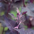 Atriplex hortensis