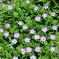 Campanula carpatica 'Royal Wave'