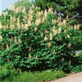 Aesculus parviflora