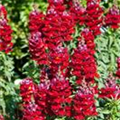 Antirrhinum majus 'Sonnet'